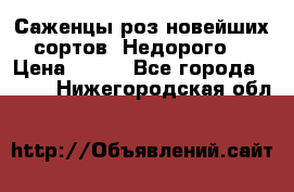 Саженцы роз новейших сортов. Недорого. › Цена ­ 350 - Все города  »    . Нижегородская обл.